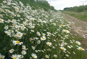 Wild white daisies along an embankment at Carr Lodge Nature Reserve, Doncaster