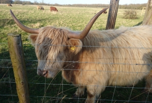 Highland Cow at the fence at Carr Lodge Nature Reserve, Doncaster