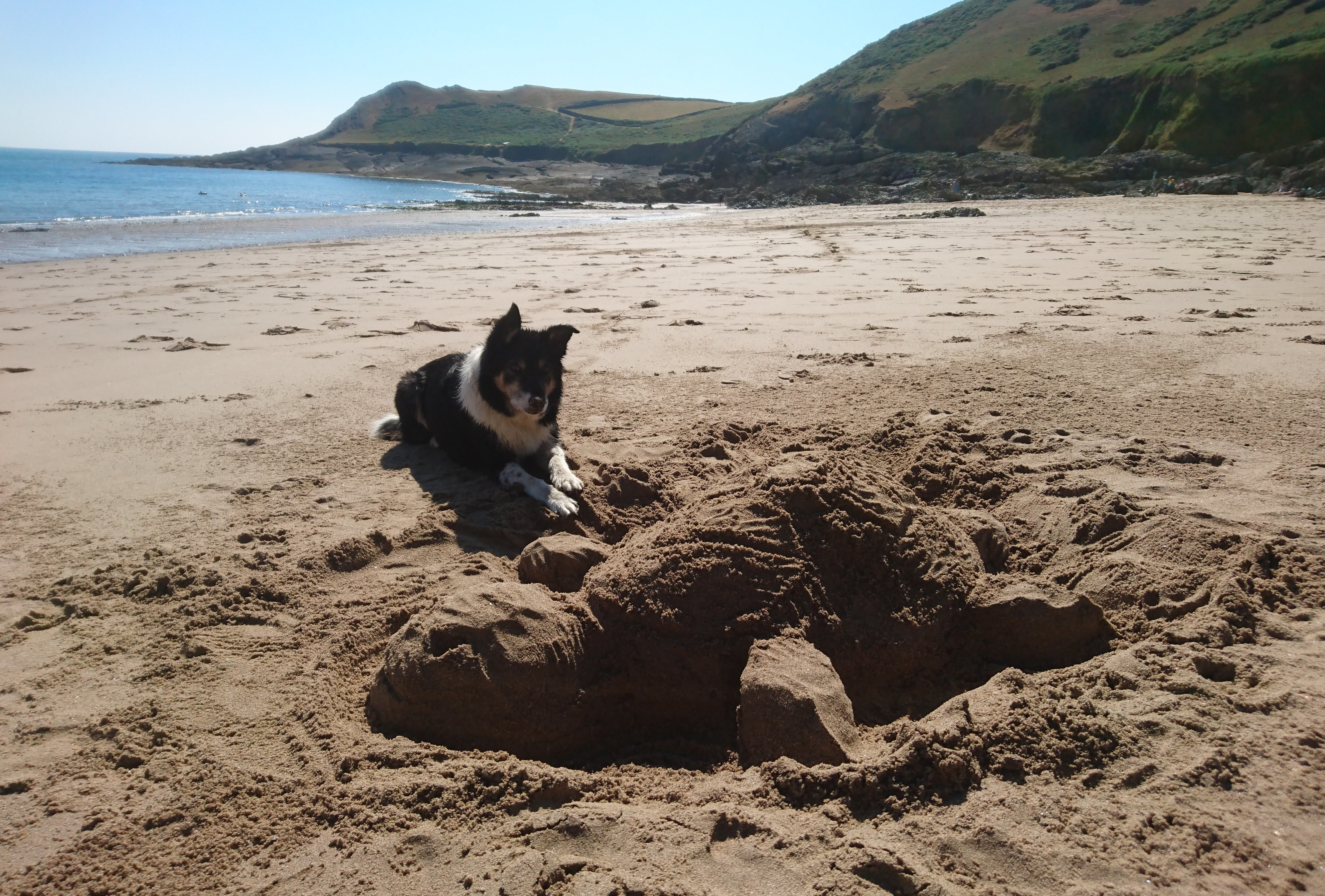Border collie and sand turtle sculpture on beach in Gower