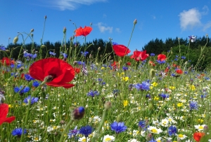 Poppies and cornflowers in a wildflower meadow at the Garlic Farm, Isle of Wight