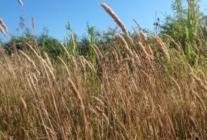 Wild grasses with blue sky
