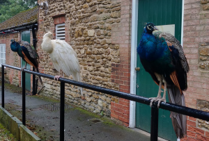 3 peacocks (one albino) roosting for the evening at Normanby Hall