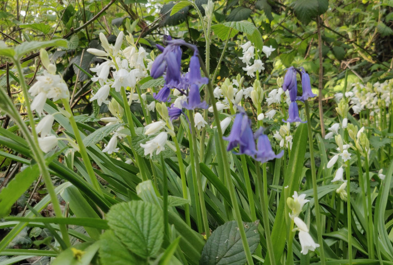 White and Blue Bluebells in woodland
