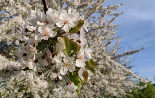 White cherry blossom in bloom with blue skies