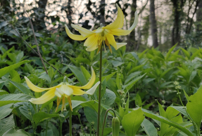 Yellow Dogtooth Violet flower