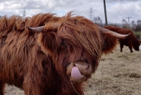 Close up Highland cow with his tongue out