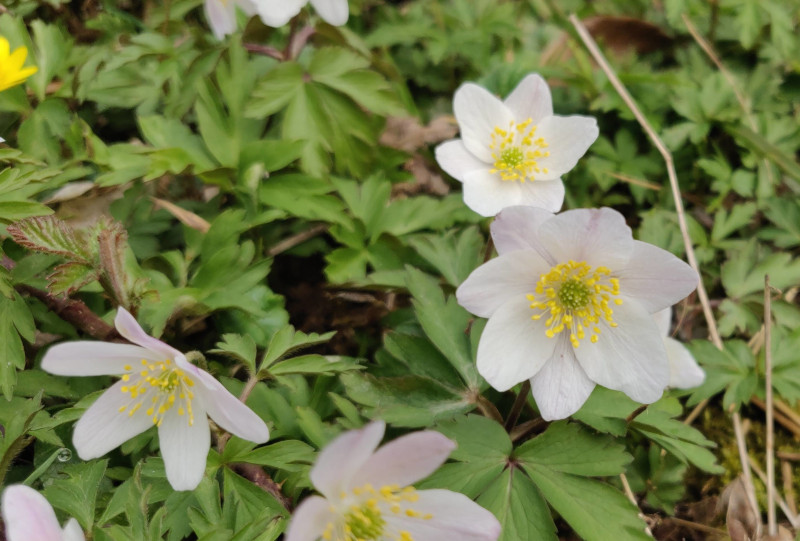 Wood anenome flowers on our local woodland walk