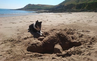 Border collie and sand turtle sculpture on beach in Gower