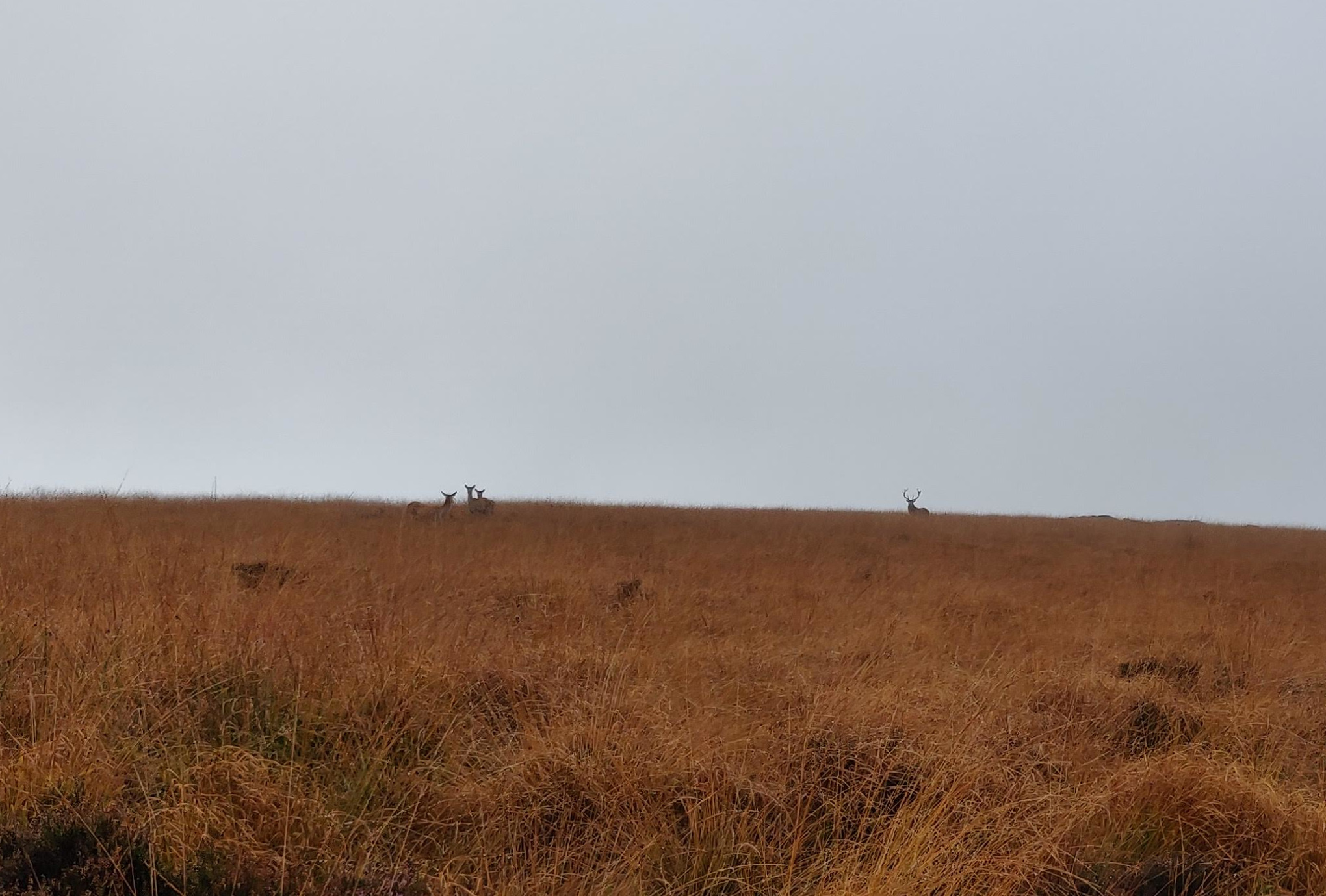 Group of female red deer and a male on Big Moor