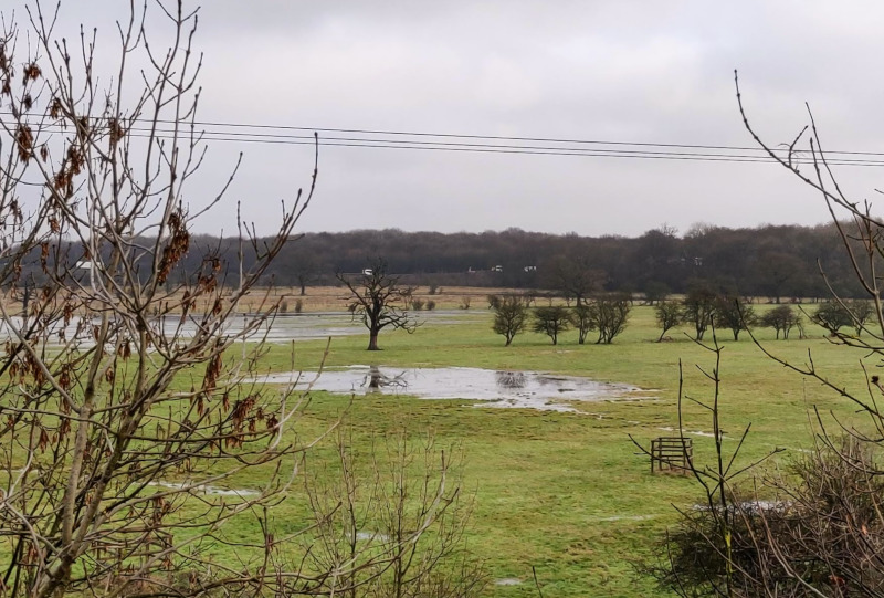 Flooded field with oak tree reflection