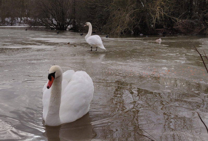 Swans on a icy pond